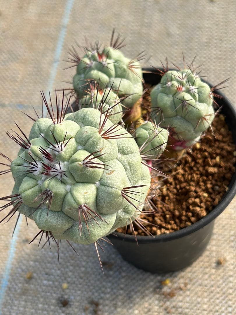 オルテゴカクタス　マクドガリー