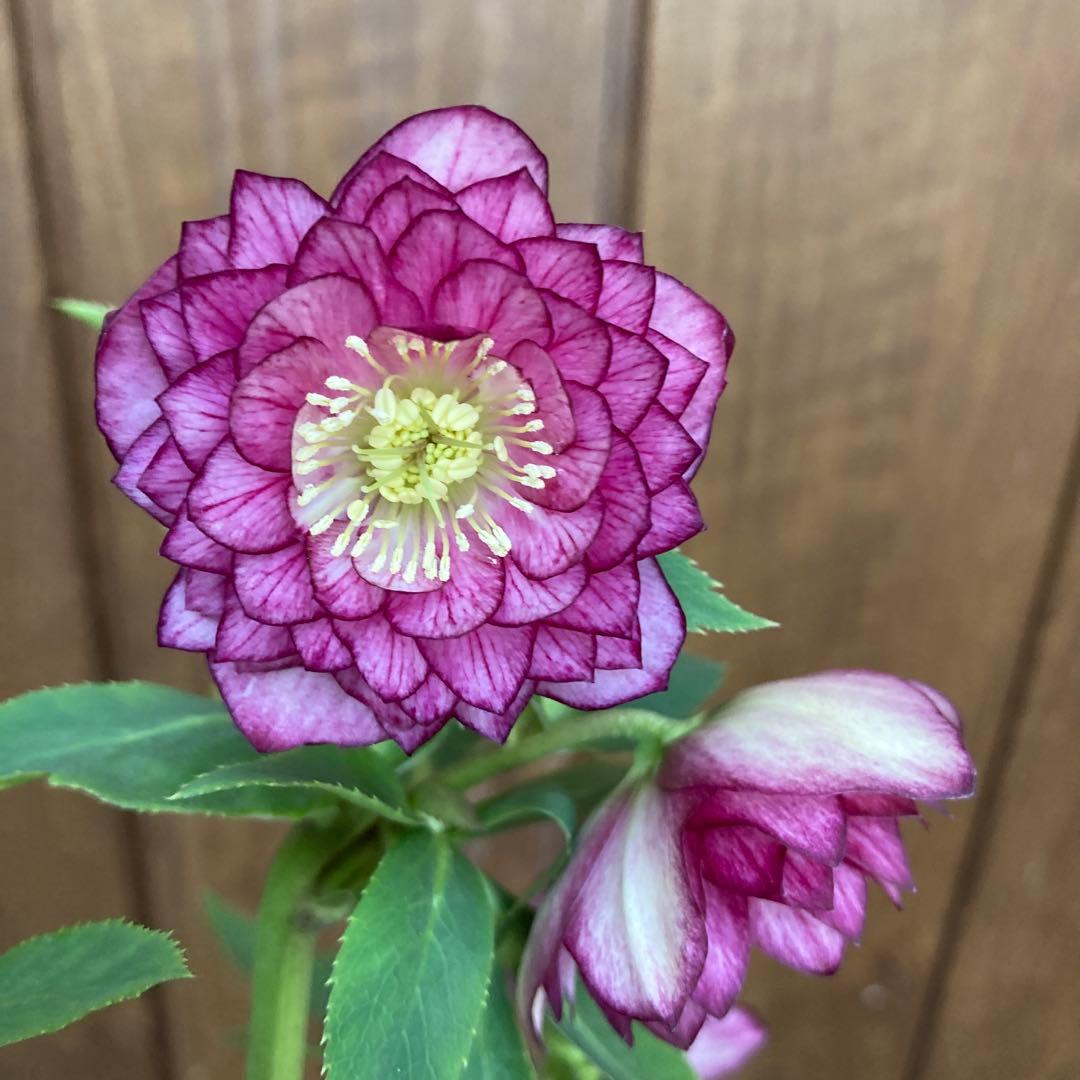 クリスマスローズ１１　開花株　4.5寸ポット苗