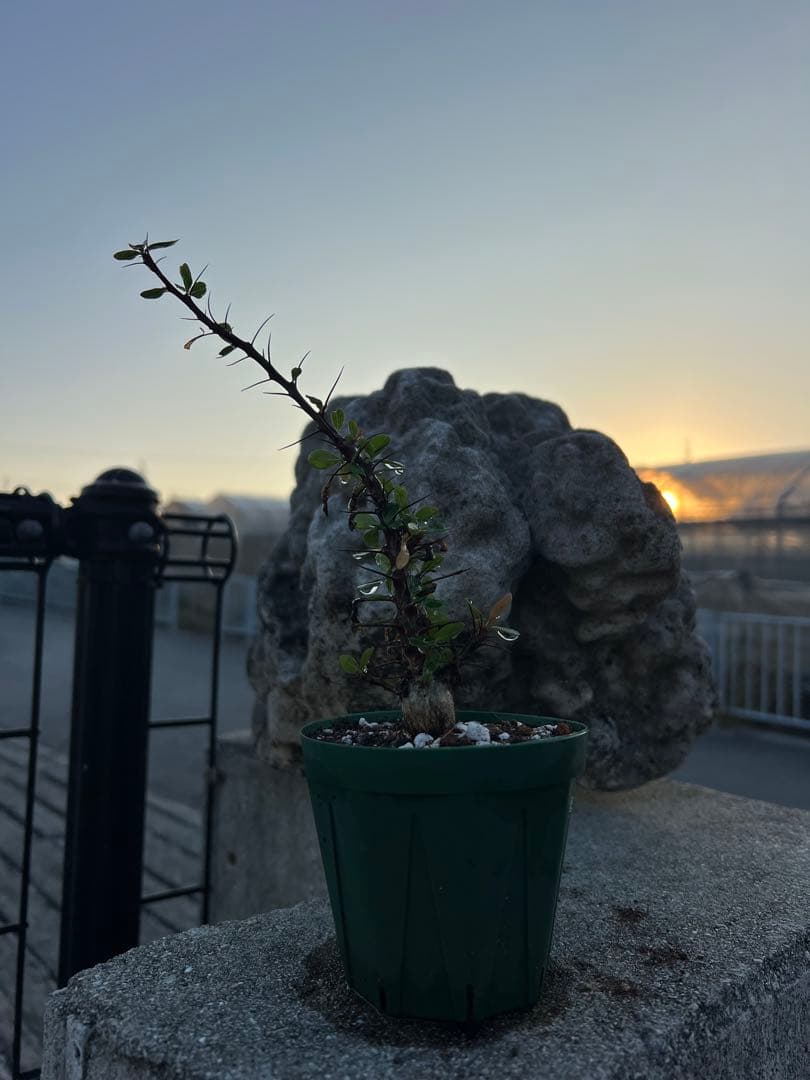 フォークイエリア　ファシクラータ　2025年産　沖縄実生株　極上樹形