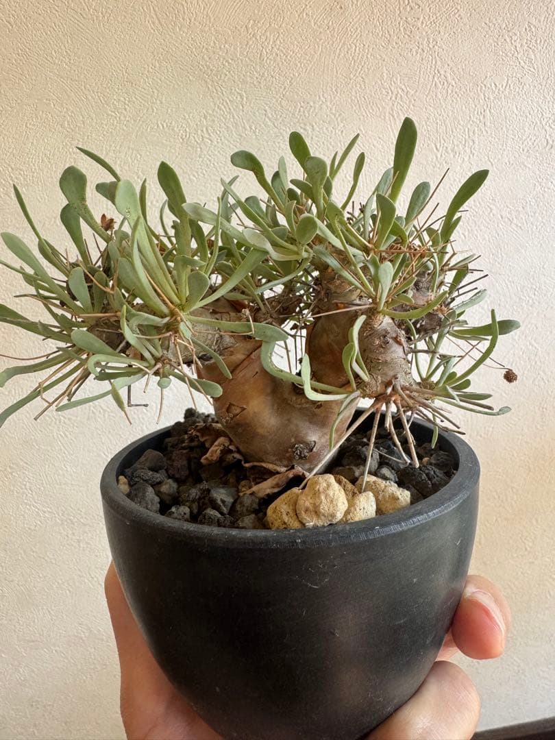 【美形】オトンナ☆ユーフォルビオイデス　現地球　黒鬼城B