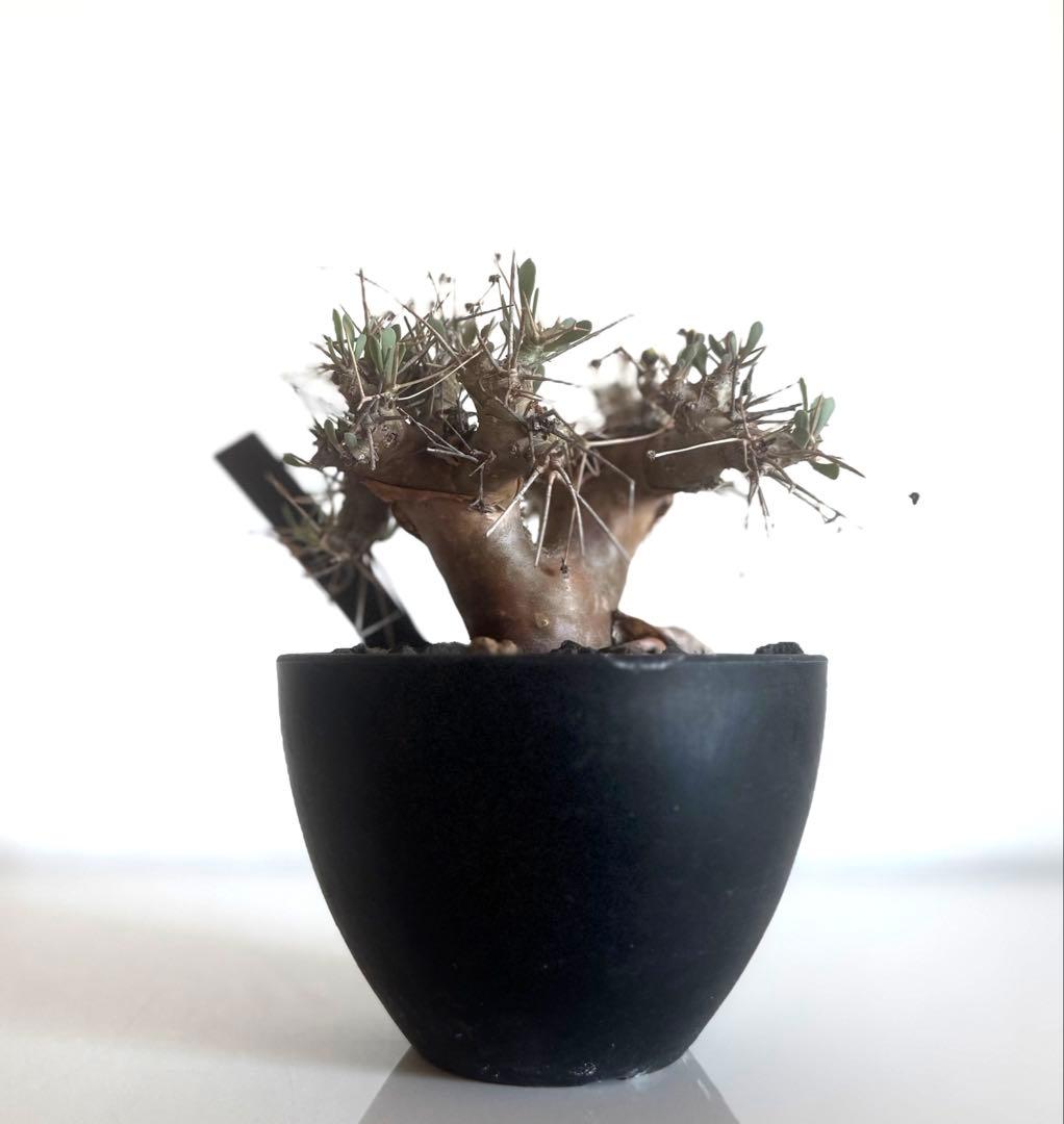 【美形】オトンナ☆ユーフォルビオイデス　現地球　黒鬼城B