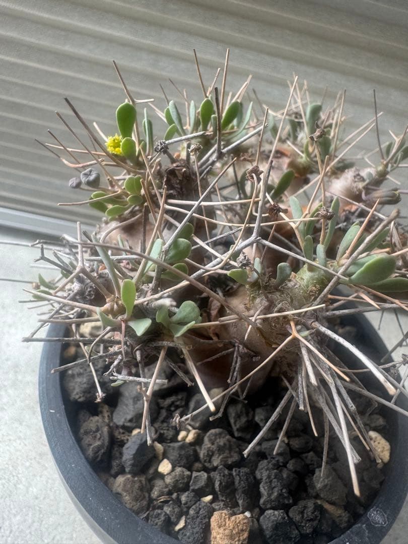 【美形】オトンナ☆ユーフォルビオイデス　現地球　黒鬼城B