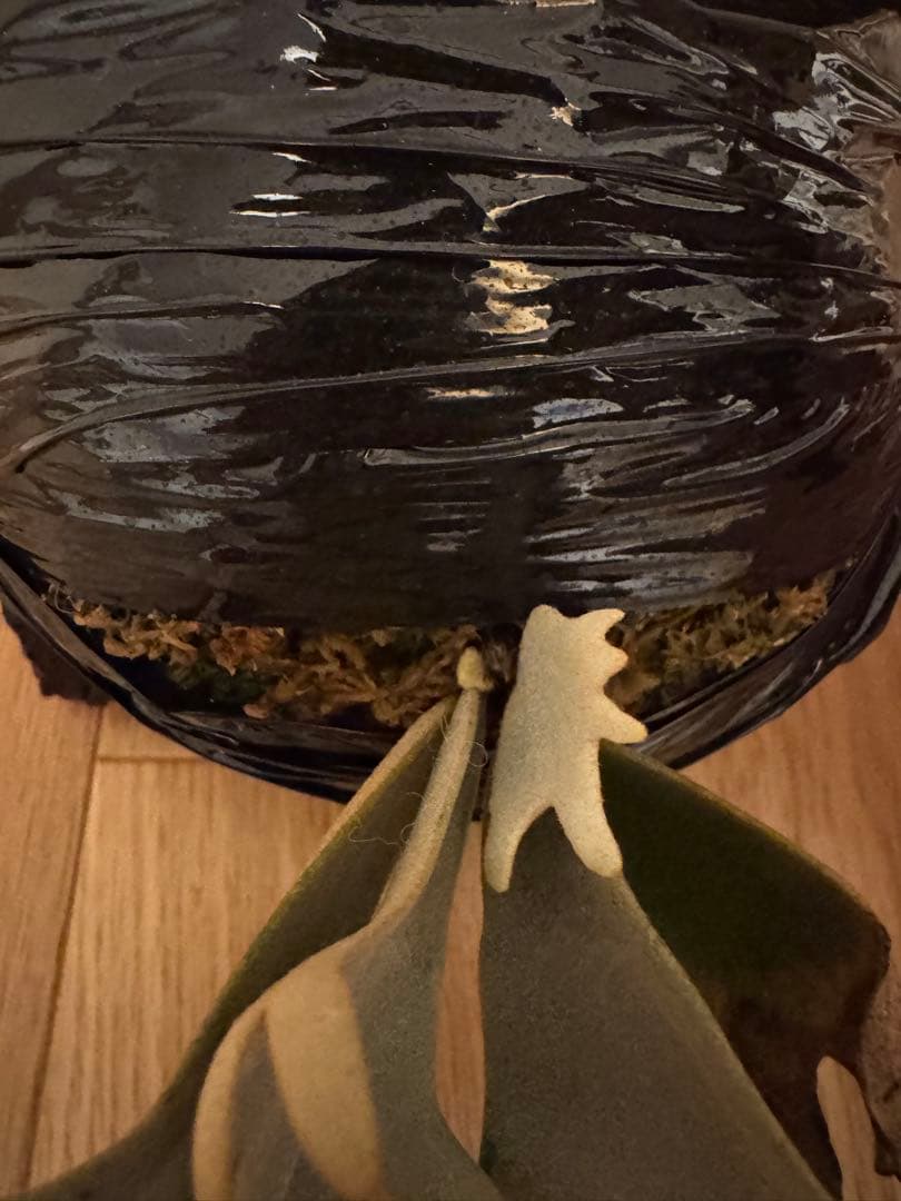 ビカクシダ P. Willinckii Tiara spore