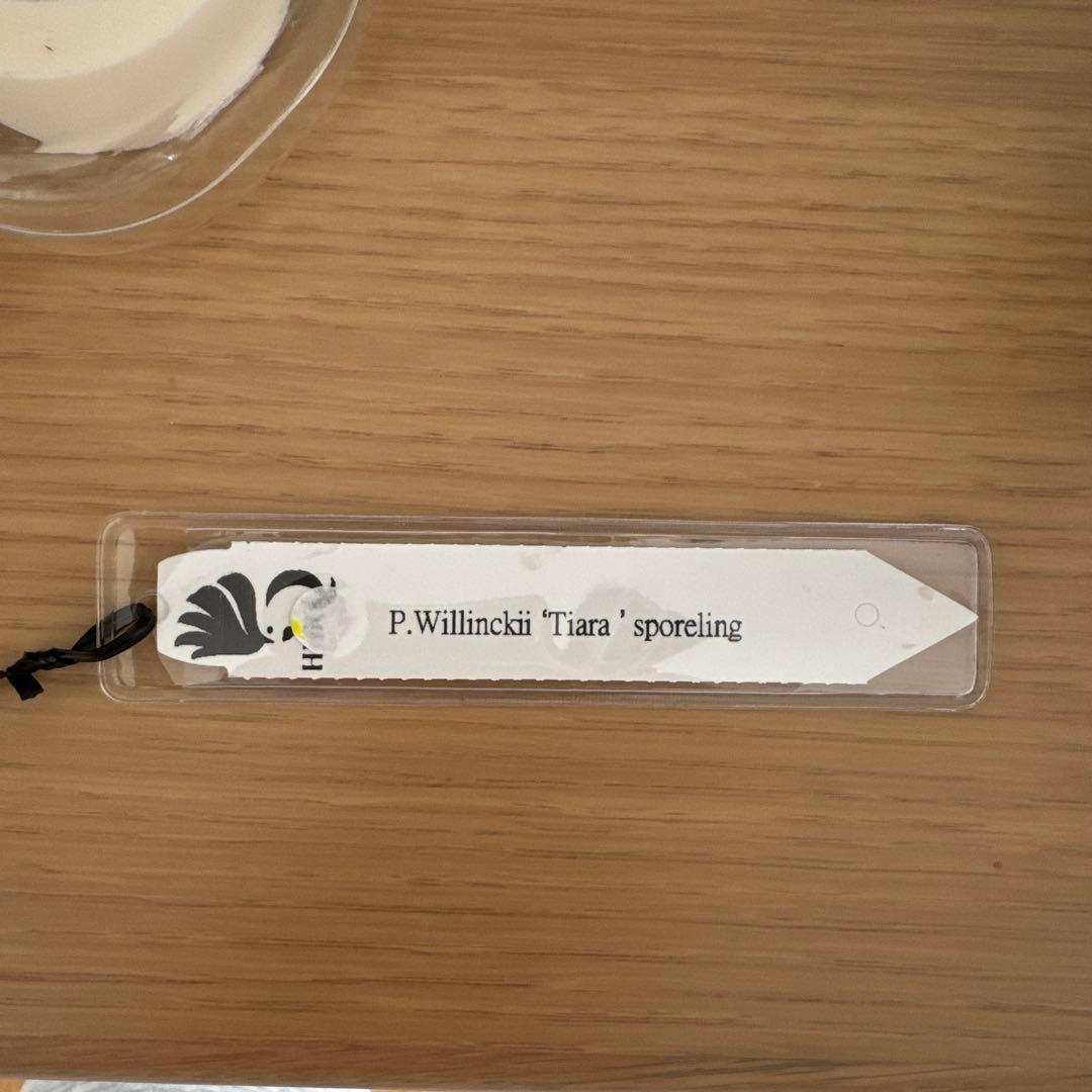 ビカクシダ P. Willinckii Tiara spore