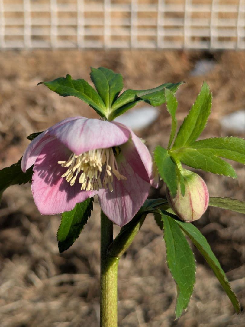 【極美・希少】WS ウィンターシンフォニー パステルピンク整形花