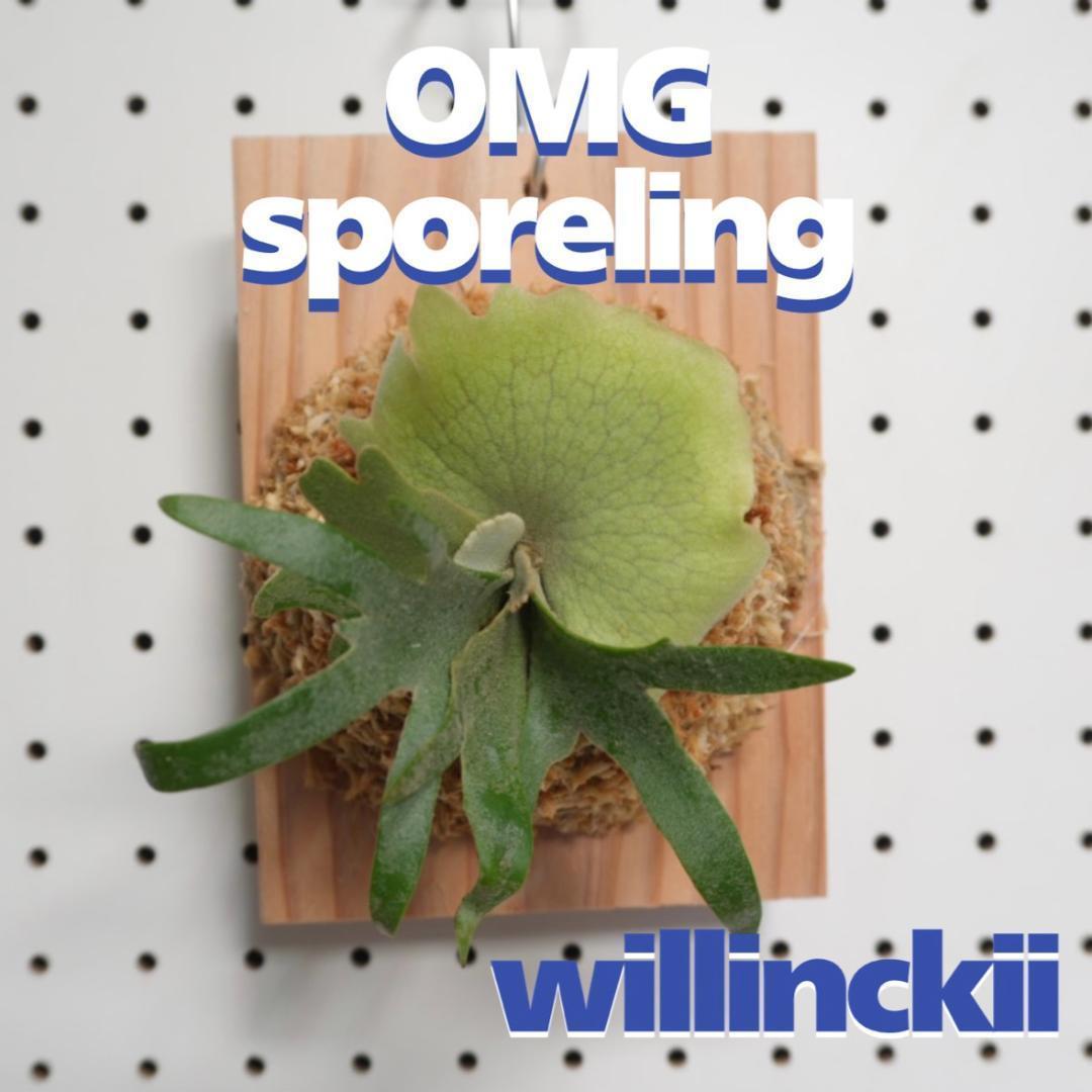 ビカクシダ OMG ウィリンキードワーフ 板付 O-6