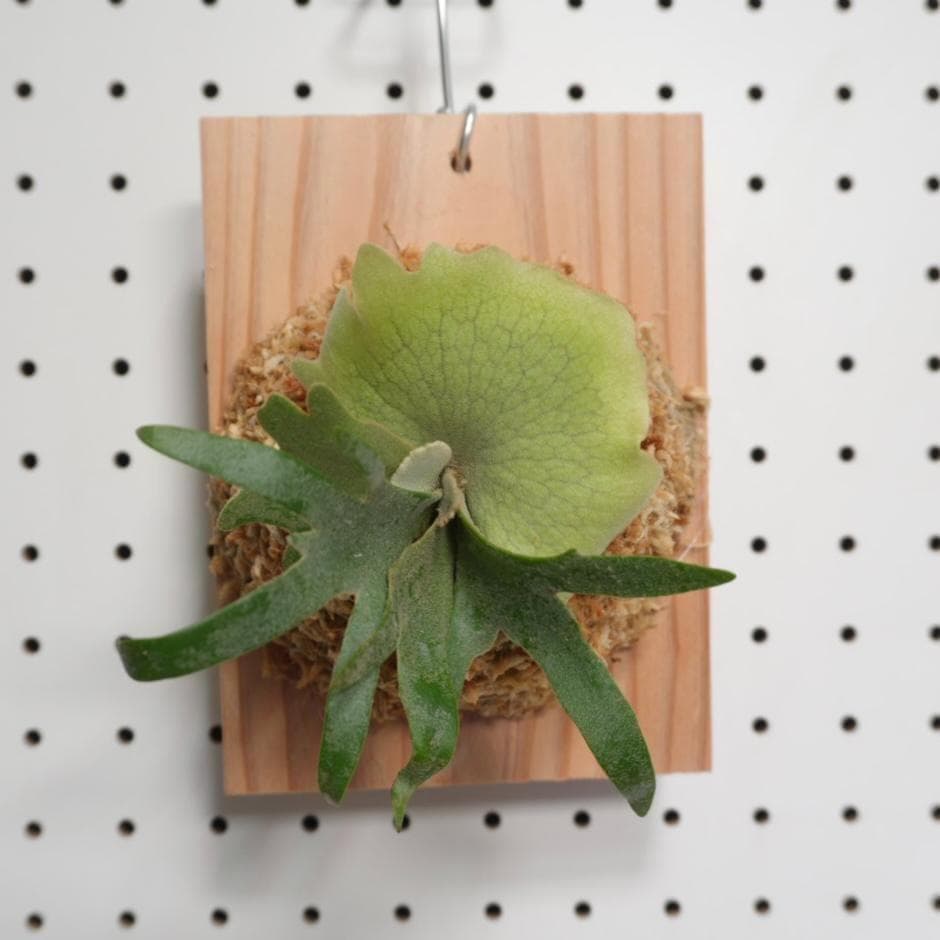 ビカクシダ OMG ウィリンキードワーフ 板付 O-6