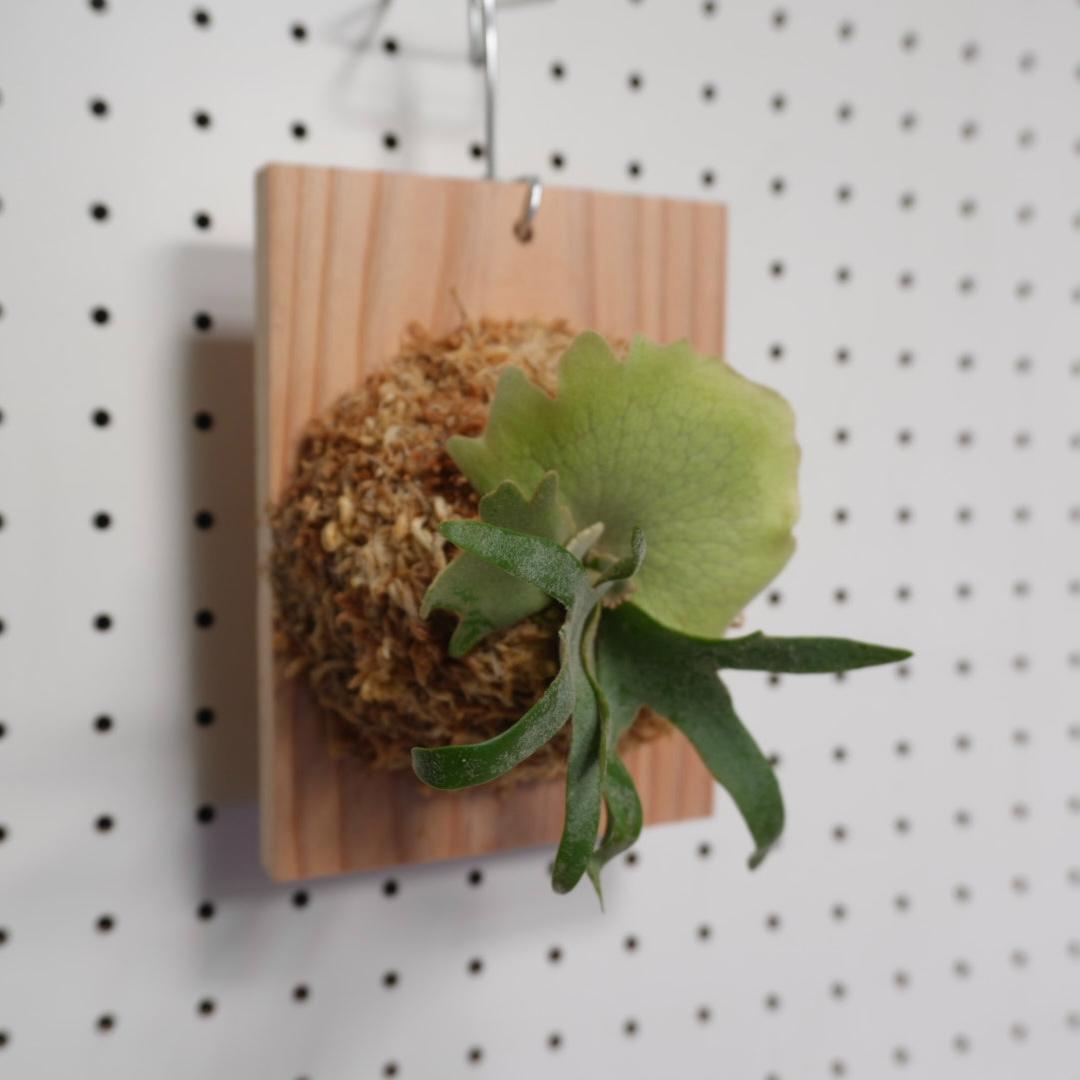 ビカクシダ OMG ウィリンキードワーフ 板付 O-6