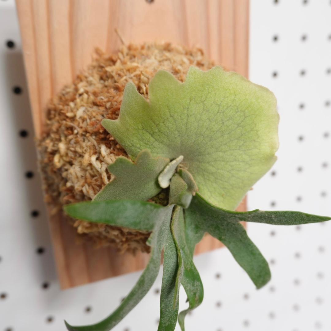 ビカクシダ OMG ウィリンキードワーフ 板付 O-6