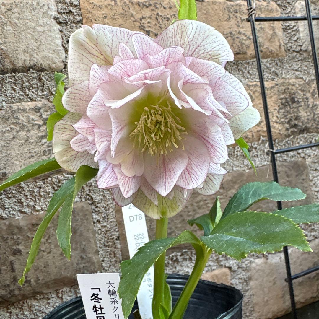 クリスマスローズ大輪系・冬牡丹