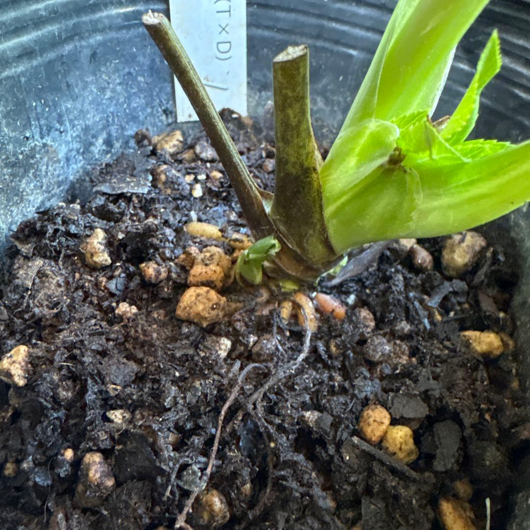 クリスマスローズ大輪系・冬牡丹