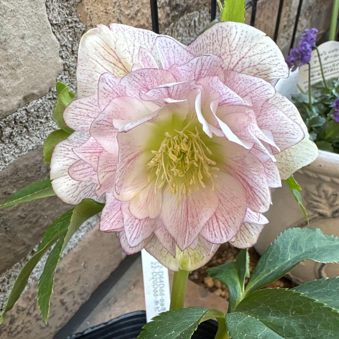 クリスマスローズ大輪系・冬牡丹