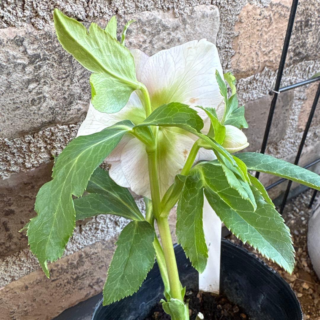 クリスマスローズ大輪系・冬牡丹