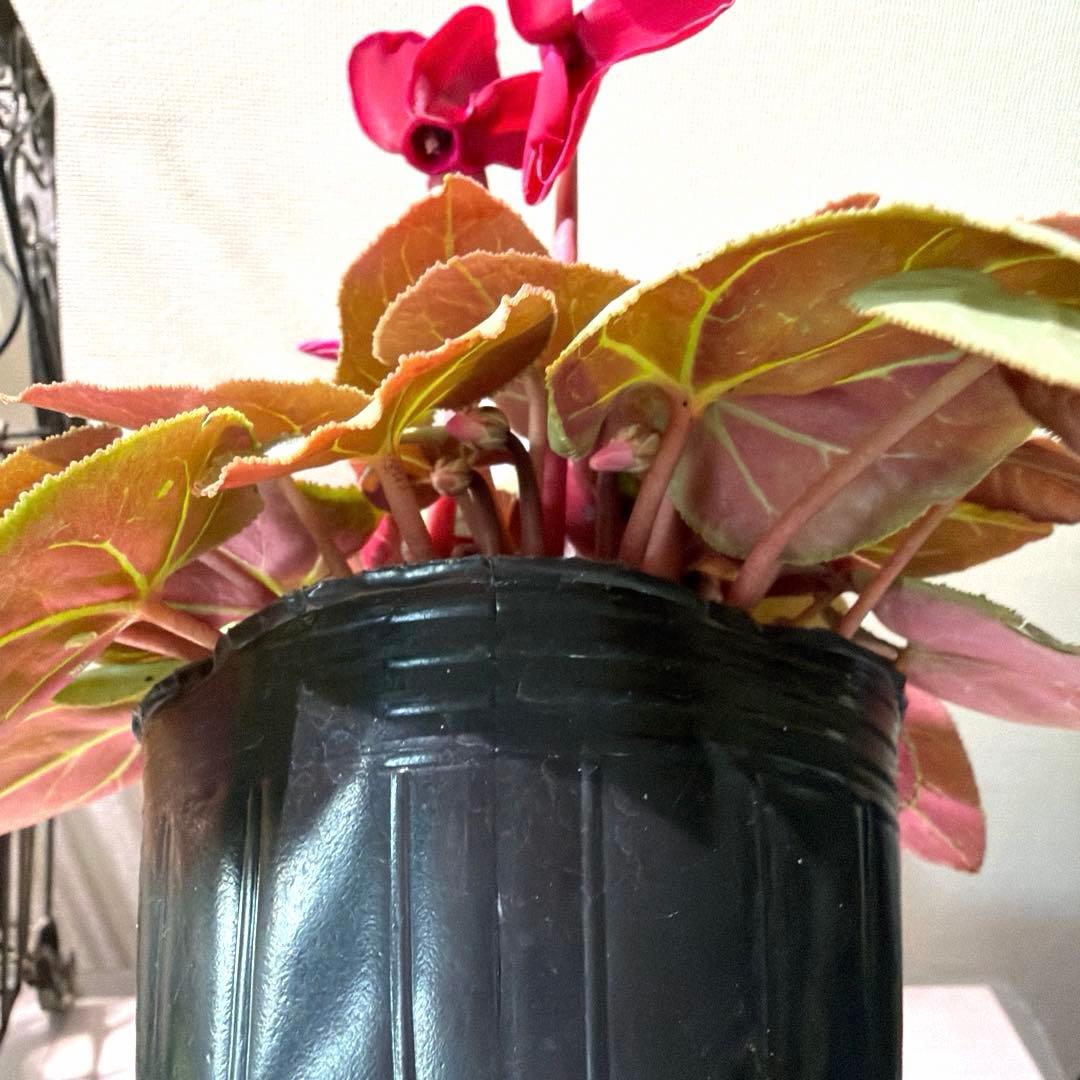 シクラメン　プラチナリーフ　アフロディーテ　赤花　ポット苗《12/2》メルカリ便