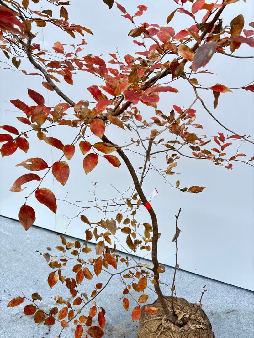 美しい紅葉 曲がり樹形 山採り ヤマコウバシ 669 樹高1.5m位 縁起担ぎ木