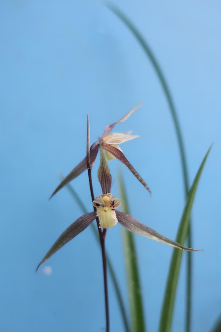 寒蘭-26060-4HG　558　聖炎×８番薄桃花