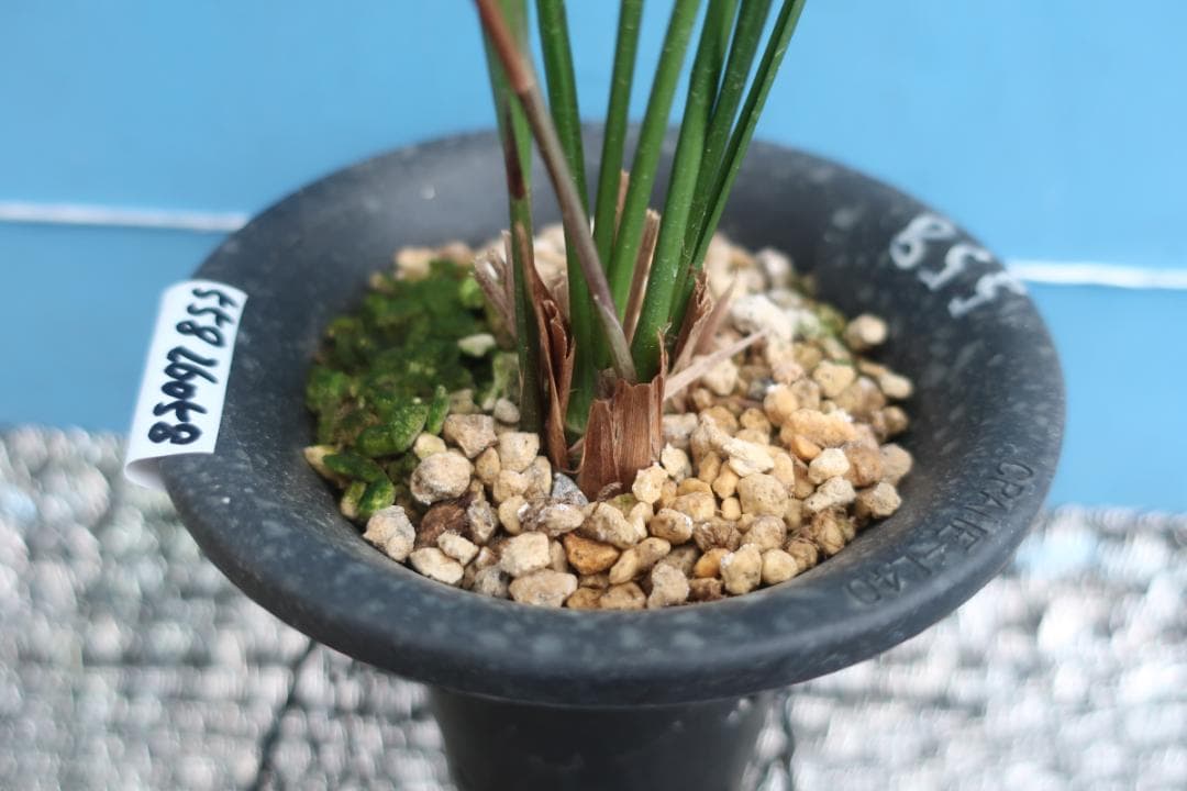 寒蘭-26060-4HG　558　聖炎×８番薄桃花