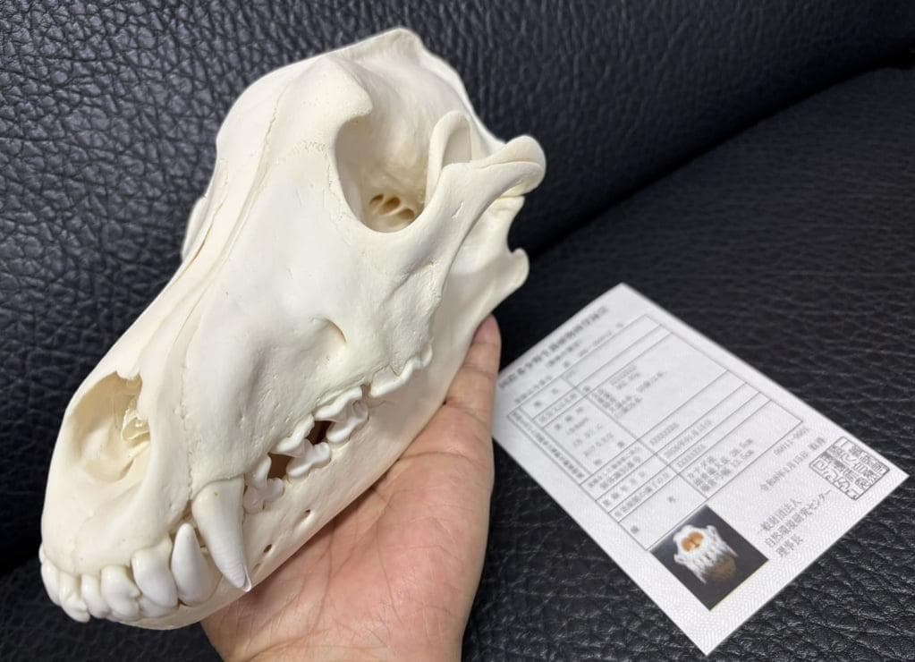 貴重 シンリンオオカミ 頭骨 No.1　※CITES・登録票付