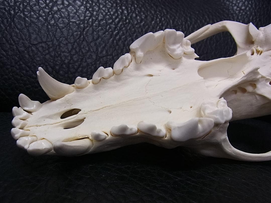 貴重 シンリンオオカミ 頭骨 No.1　※CITES・登録票付