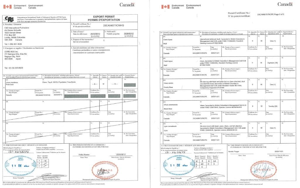貴重 シンリンオオカミ 頭骨 No.1　※CITES・登録票付
