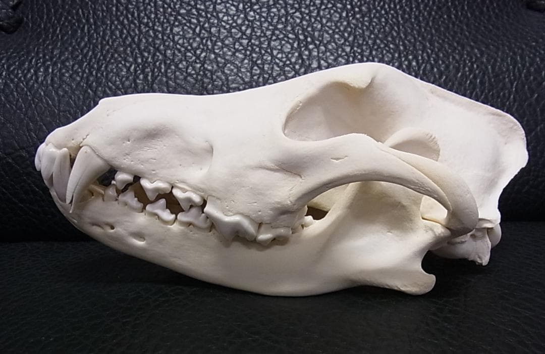 貴重 シンリンオオカミ 頭骨 No.1　※CITES・登録票付