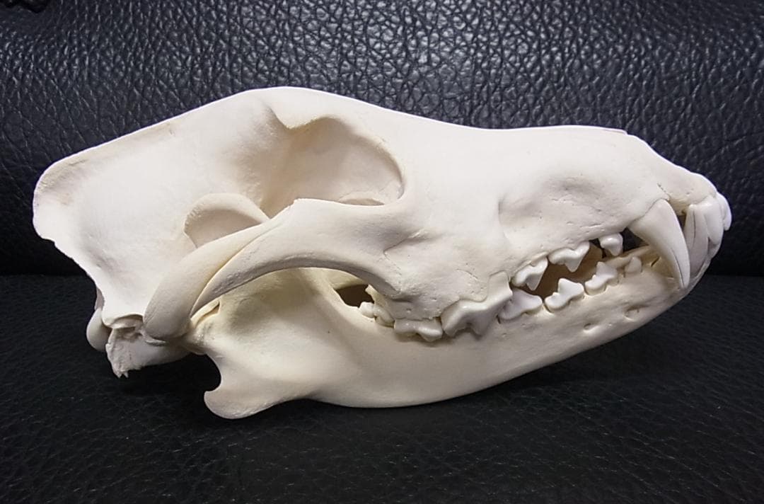 貴重 シンリンオオカミ 頭骨 No.1　※CITES・登録票付