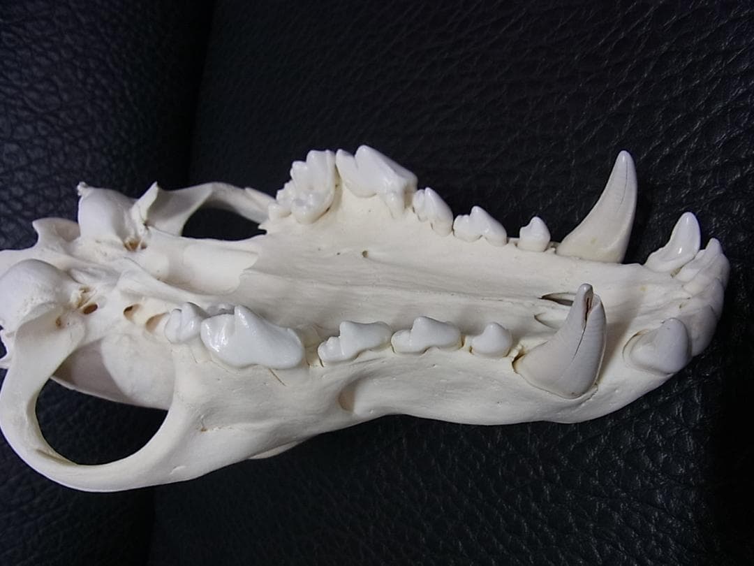貴重 シンリンオオカミ 頭骨 No.1　※CITES・登録票付