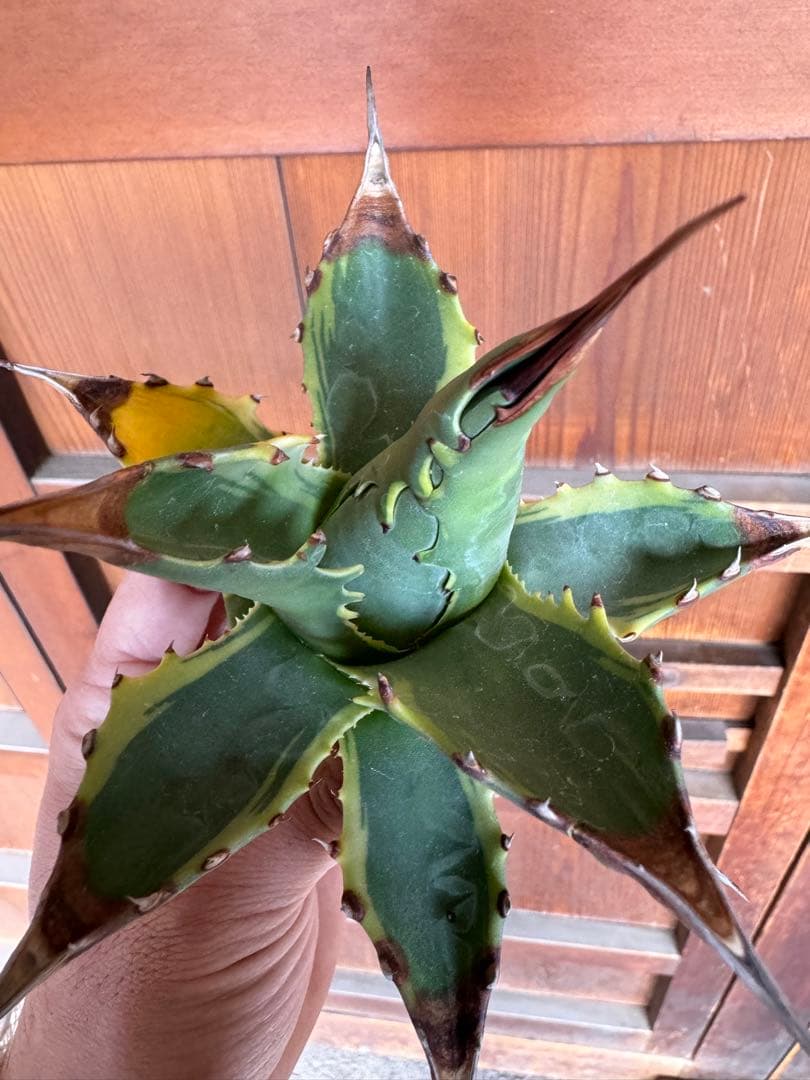 アガベ Agave montana 'Tiffany' 192