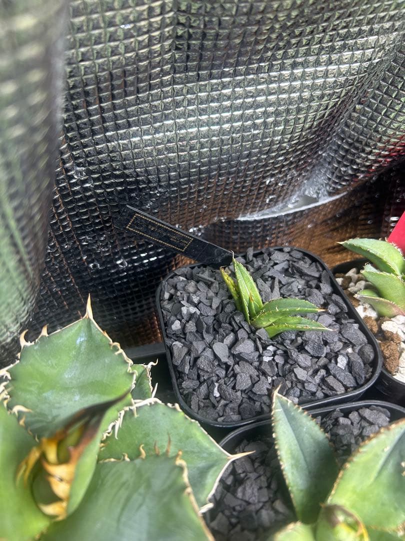 アガベ　wp002オアハカ　子株