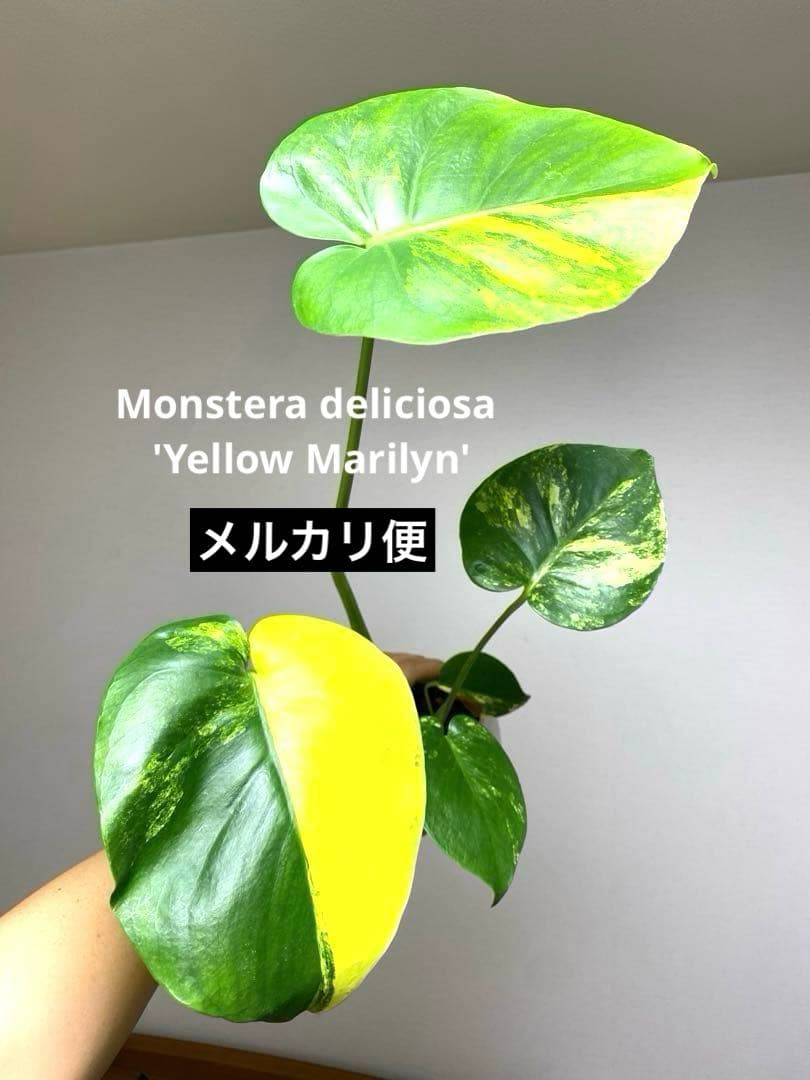 【これは本物です✨】モンステラ　イエローマリリン　黄斑　オーレア　希少　人気‼️