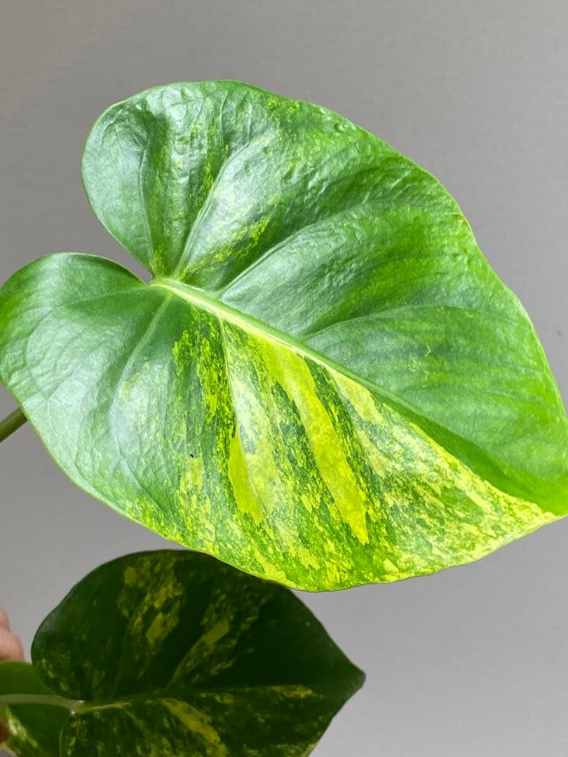 【これは本物です✨】モンステラ　イエローマリリン　黄斑　オーレア　希少　人気‼️