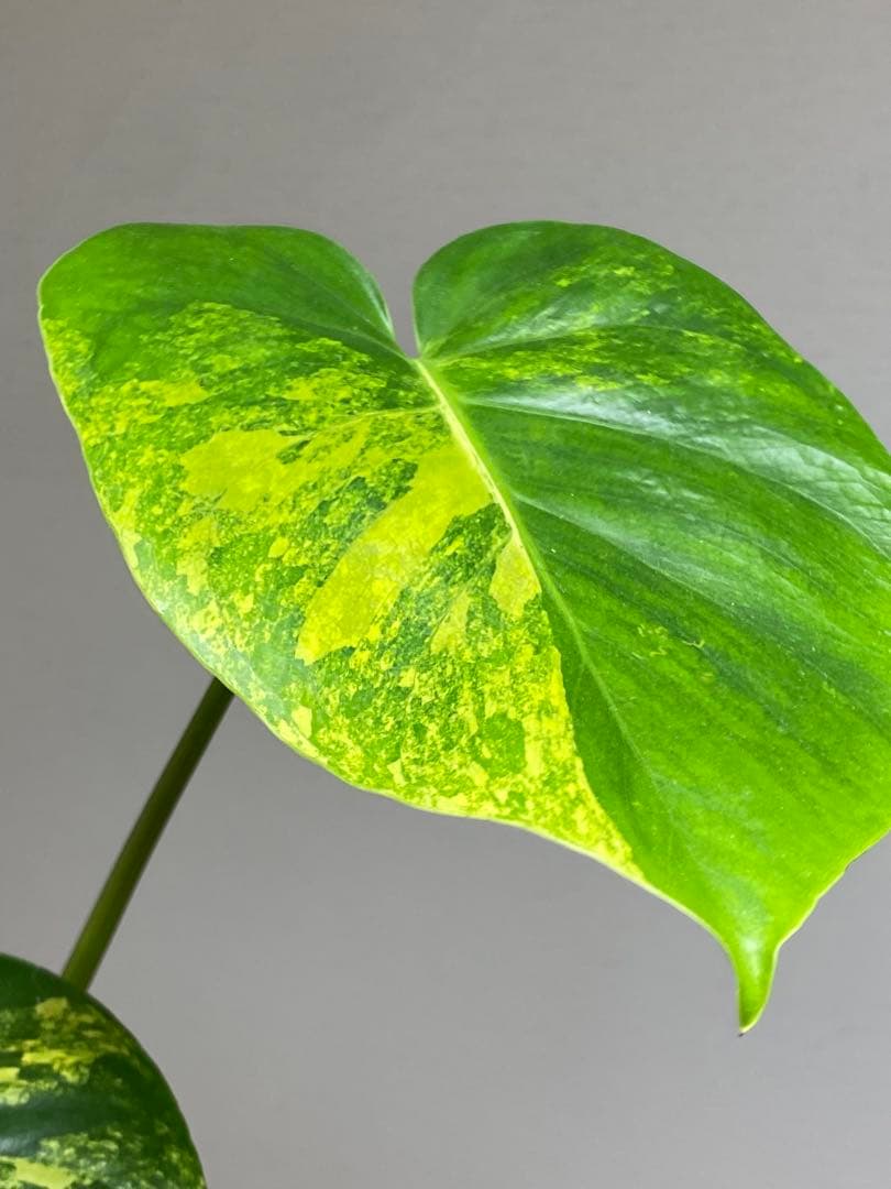 【これは本物です✨】モンステラ　イエローマリリン　黄斑　オーレア　希少　人気‼️