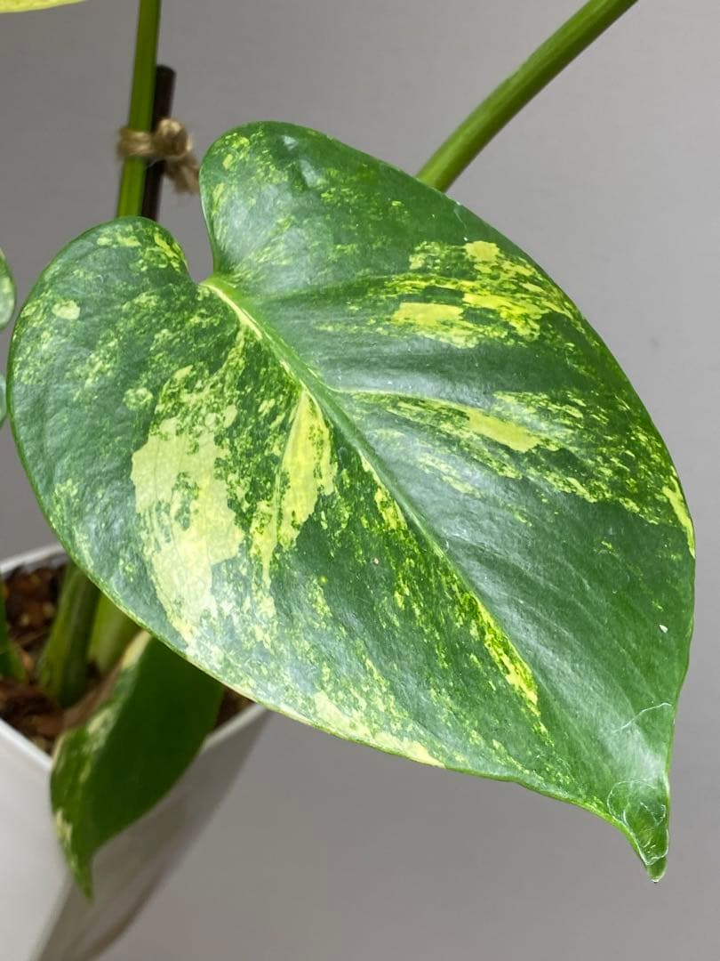 【これは本物です✨】モンステラ　イエローマリリン　黄斑　オーレア　希少　人気‼️