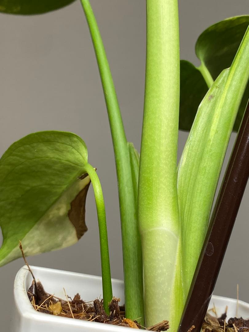 【これは本物です✨】モンステラ　イエローマリリン　黄斑　オーレア　希少　人気‼️