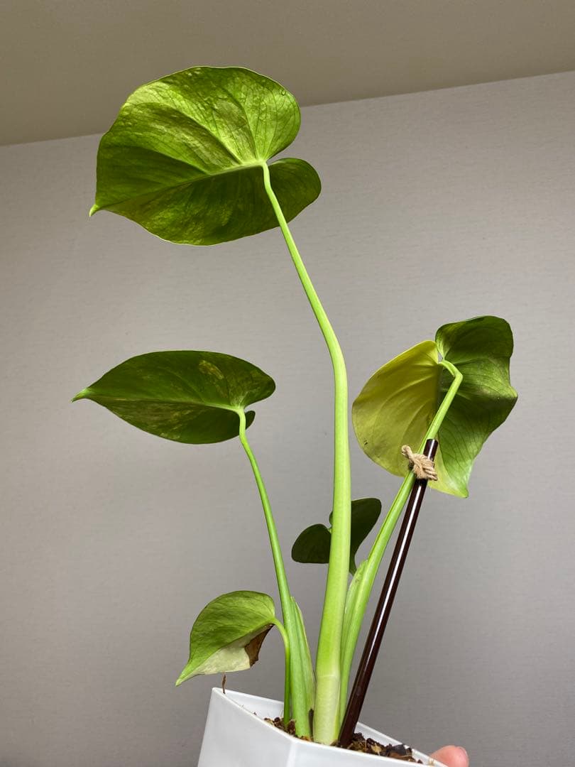 【これは本物です✨】モンステラ　イエローマリリン　黄斑　オーレア　希少　人気‼️