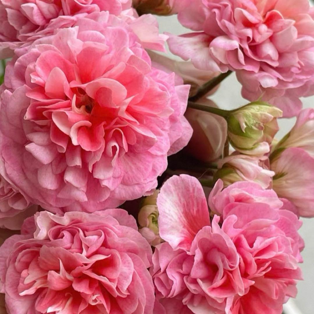 希少ゼラニウム苗　レア品種ゼラニウム　GL01