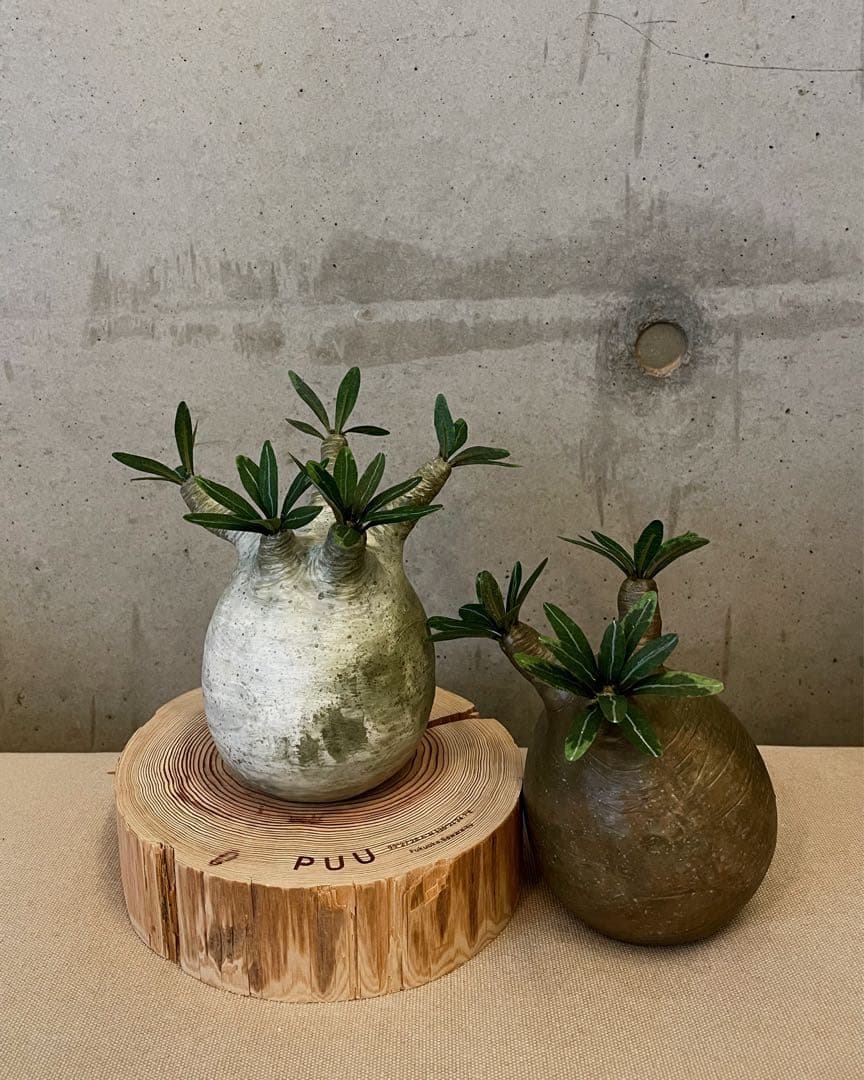 kkkkk.plants様 ありがとうございます。