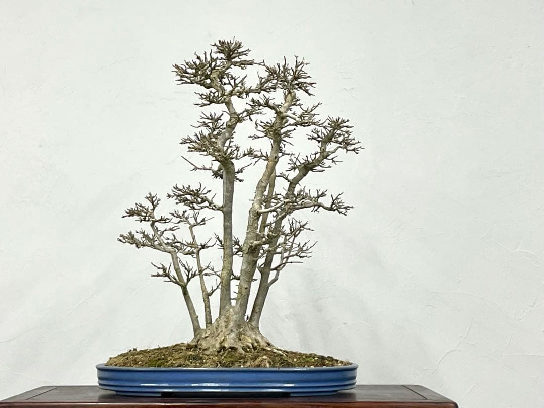 三河盆栽　カエデ　盆栽　株立　楓