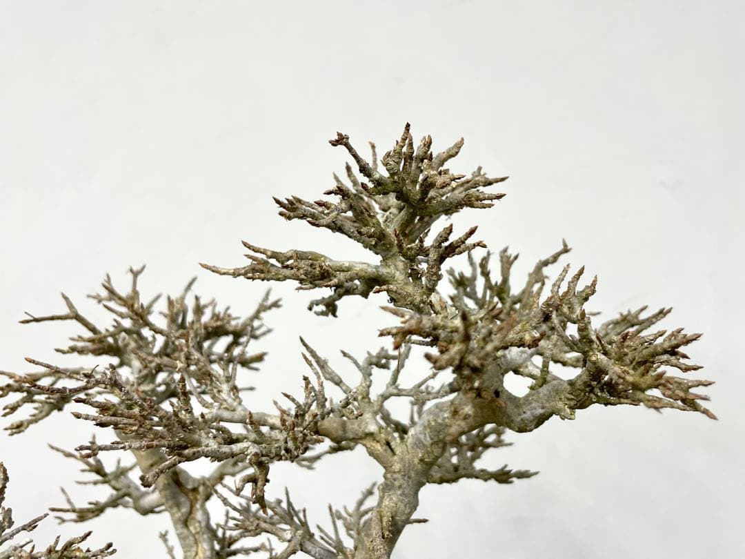 三河盆栽　カエデ　盆栽　株立　楓