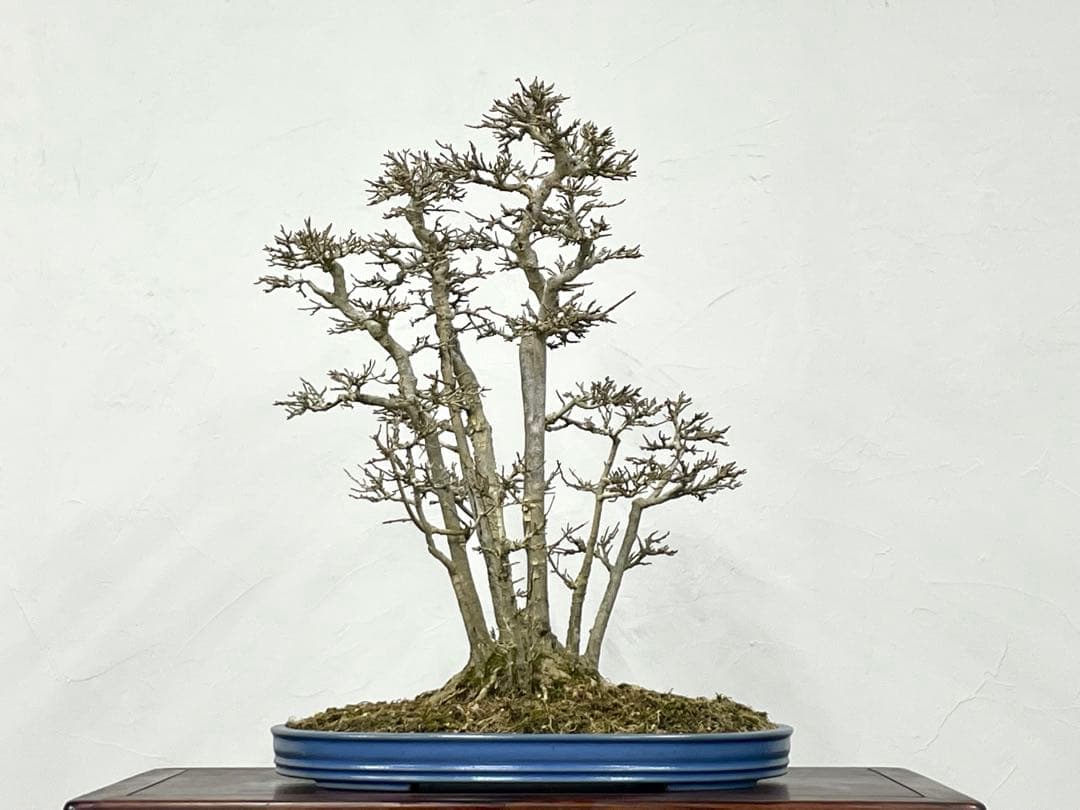 三河盆栽　カエデ　盆栽　株立　楓