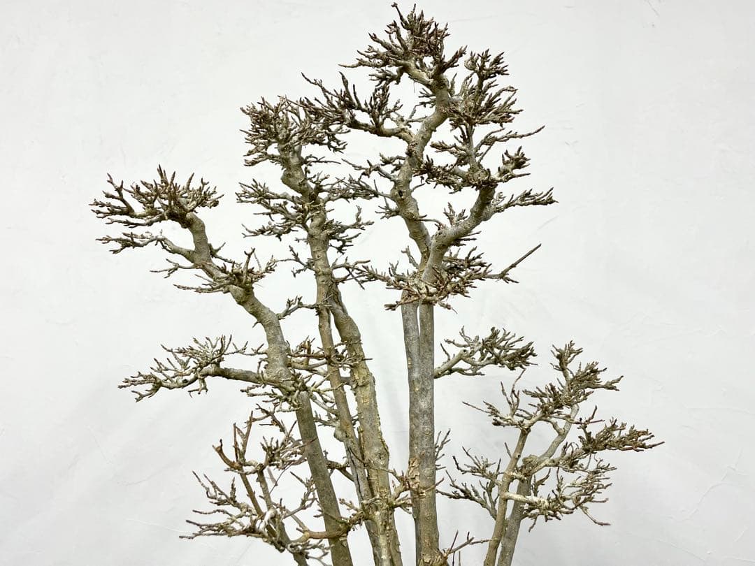 三河盆栽　カエデ　盆栽　株立　楓