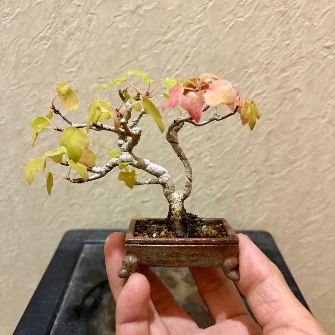 樹高7.5㎝　宮様カエデ　ミニ　小品　盆栽　真柏　黒松　五葉松　楓　紅葉