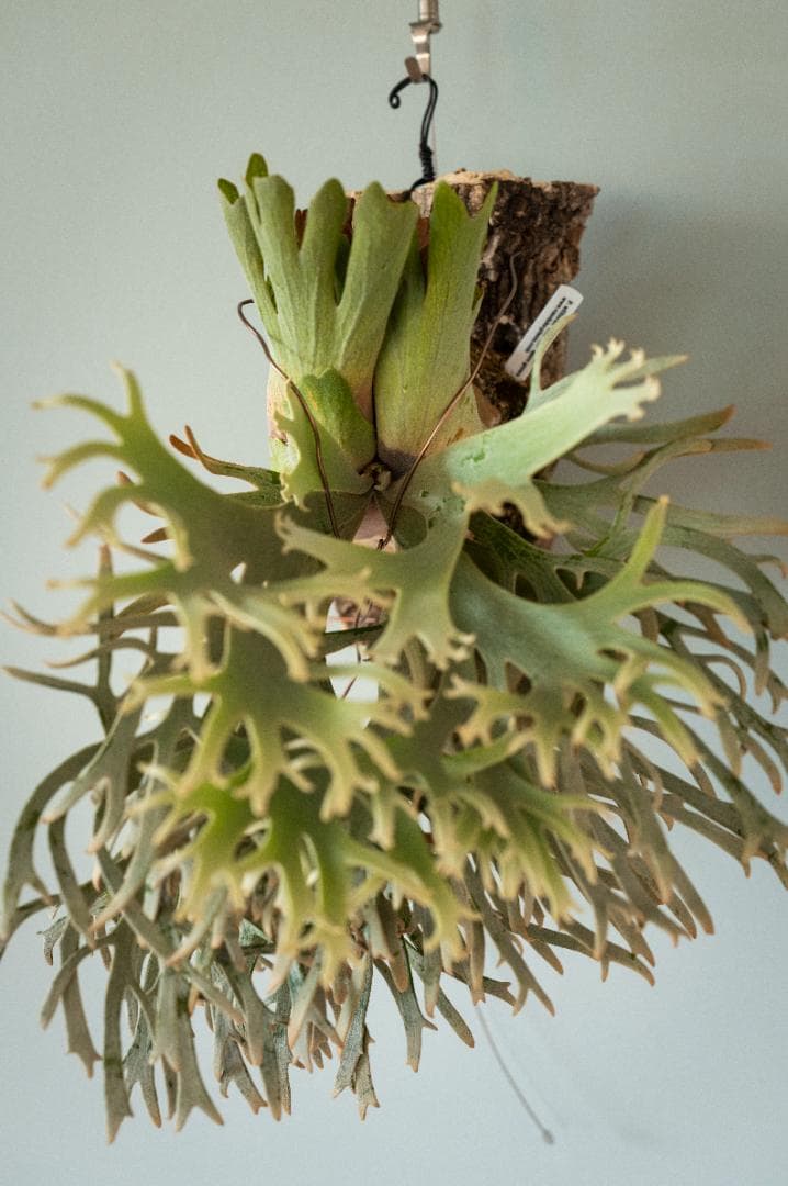 ビカクシダ ジェイドガール Jade Girl（親）