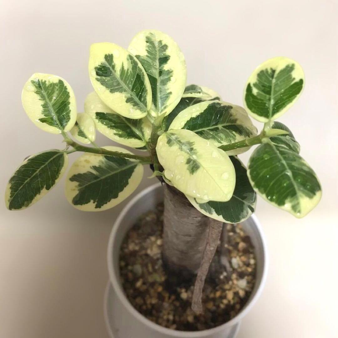 【❤︎…❤︎】　パンダ　ガジュマル　斑入り　接木