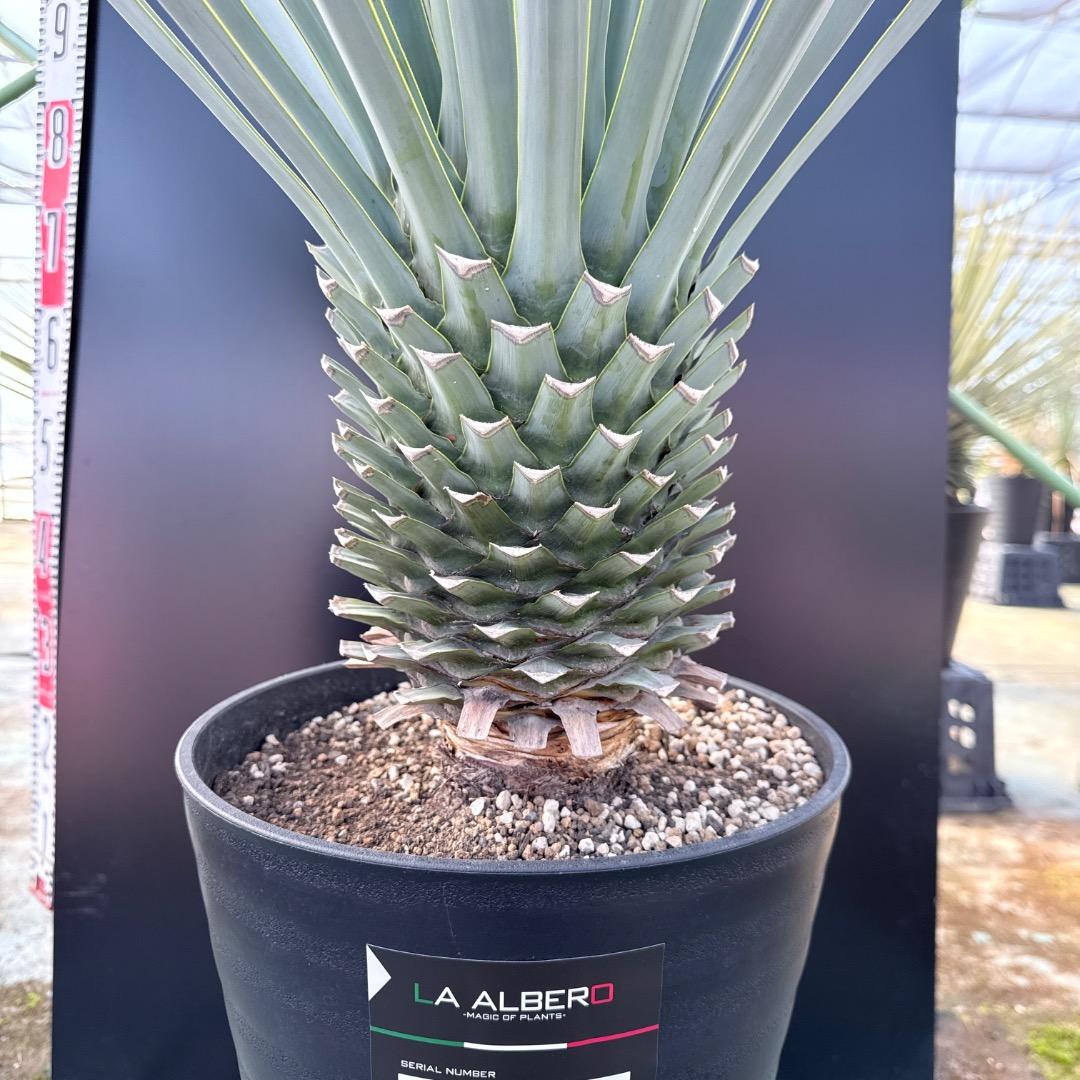 【AL1169】ユッカ　リギダ