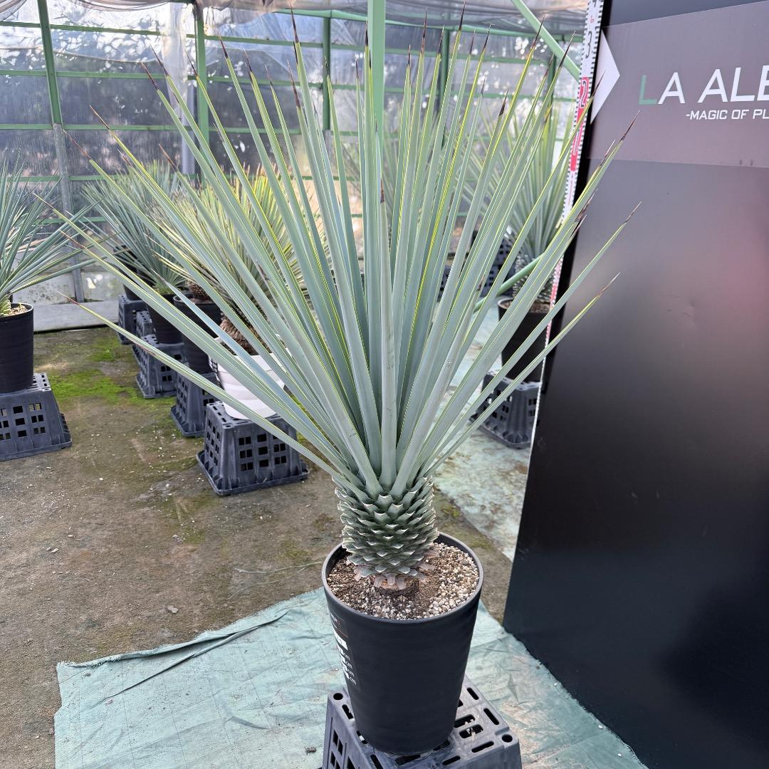 【AL1169】ユッカ　リギダ