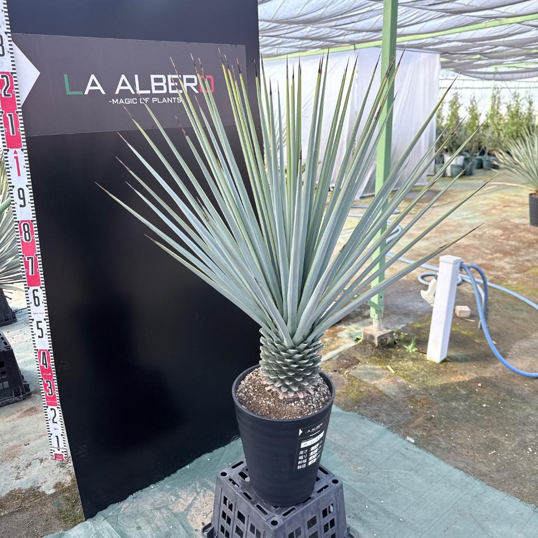 【AL1169】ユッカ　リギダ