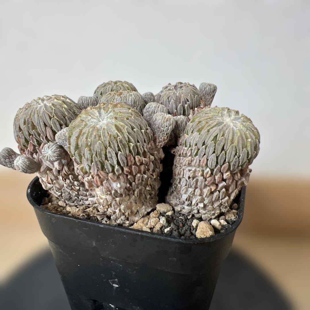 サボテン 精巧丸 群生