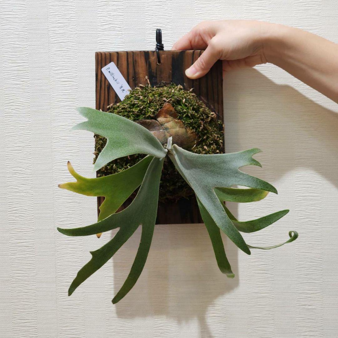 11/9まで！ウィリンキー 月光 (月光爪哇) OC 子株 willinckii