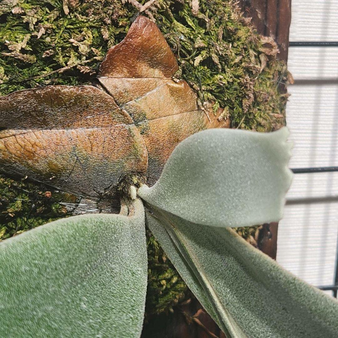 11/9まで！ウィリンキー 月光 (月光爪哇) OC 子株 willinckii